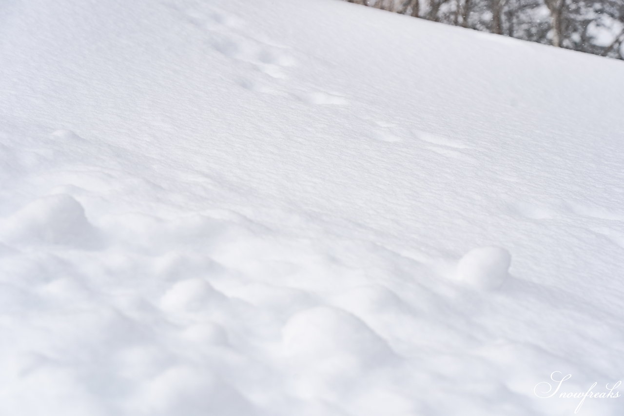 大雪山層雲峡・黒岳ロープウェイスキー場｜極上のふわっふわ粉雪が、たっぷり♪厳冬期を迎えた黒岳のパウダーは、レベルが違います☆